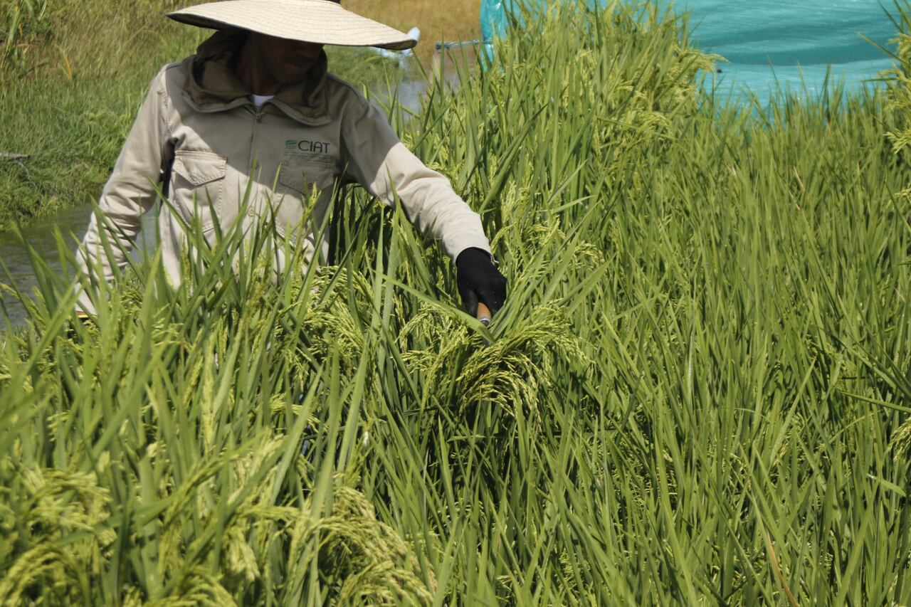 Trabajadores de campo del Ciat realizan seguimiento a cultivos experimentales de arroz, que buscan mejorar la productividad y la adaptación de las variedades a las condiciones climáticas de Colombia.