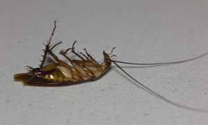 Las cucarachas sienten dolor o no.