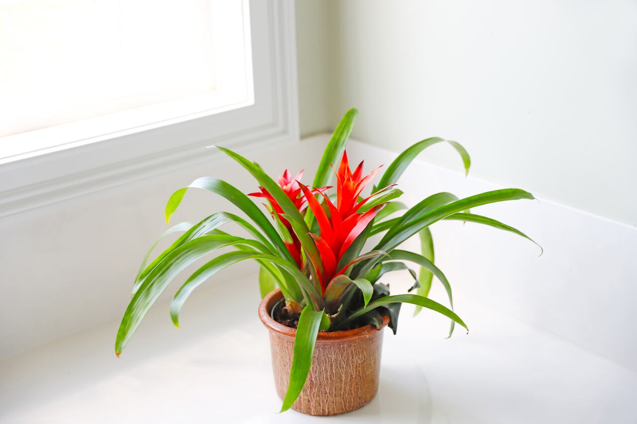 Bromelia