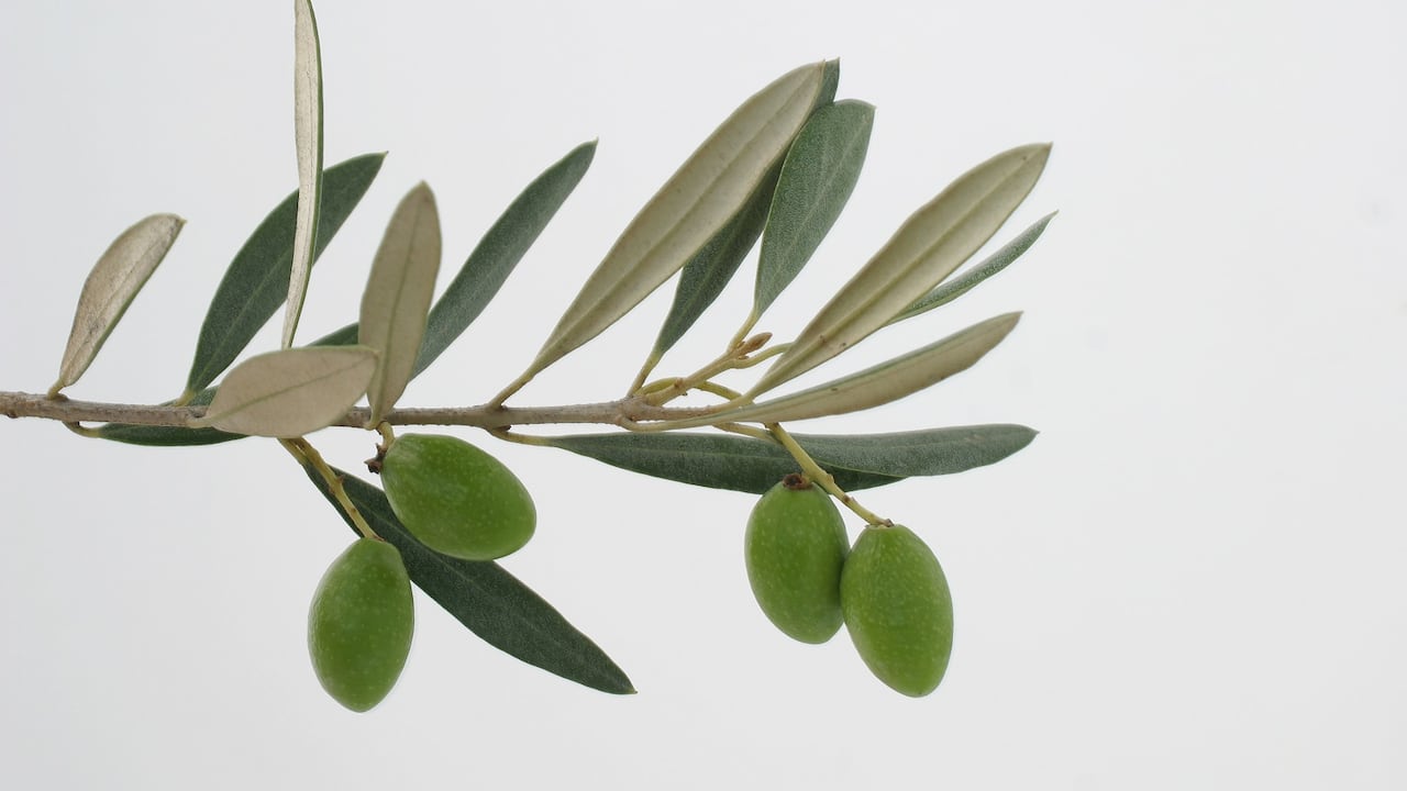 Hojas de olivo