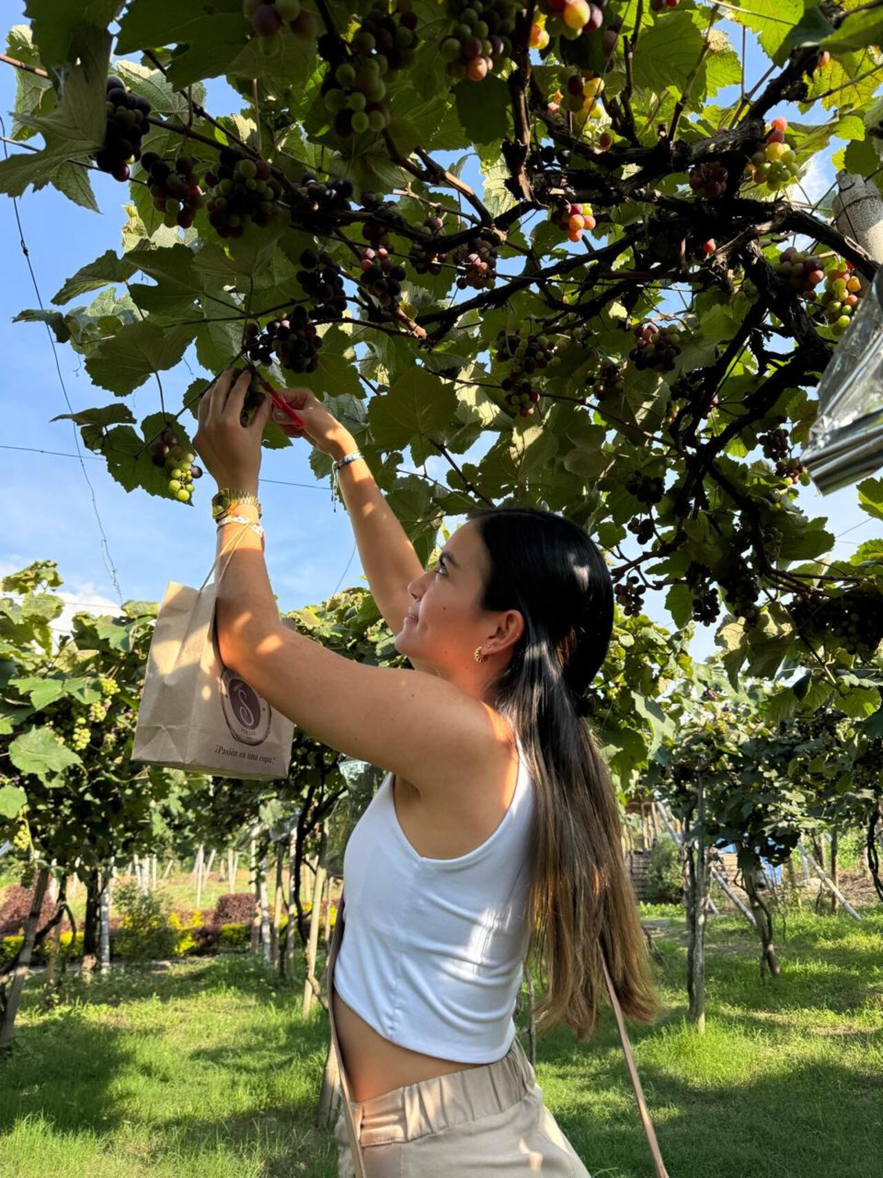 La familia Jaramillo en Santa Elena, a través de su empresa CavaJaramillo, creó la ruta del vino, donde les enseñan a los turistas desde cómo se cosecha la uva hasta la preparación del vino.
Foto: Cortesía CavaJaramillo
