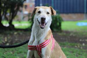 Recomendaciones para viajar con las mascotas durante Semana Santa.