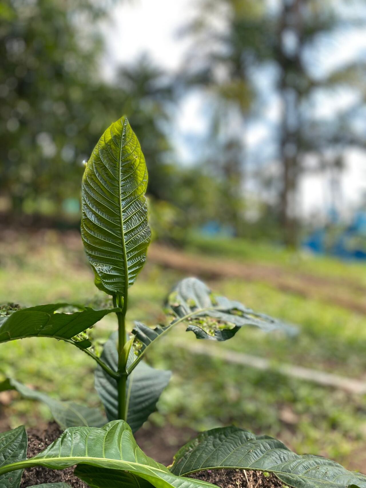 En el litoral la temporada de cosecha del borojó suele ser en enero y mayo.