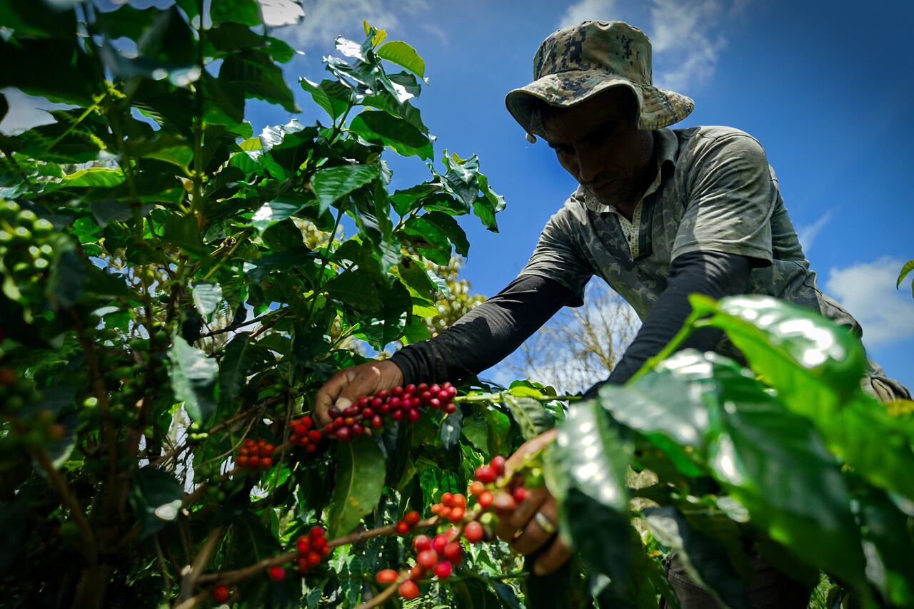 La Mesa Nacional del Café, es una iniciativa de firmantes del acuerdo de paz que reúne a más de 30 cooperativas de café provenientes de nueve departamentos de Colombia, y busca implementar distintas acciones que permitan el crecimiento de los proyectos productivos, colectivos e individuales.