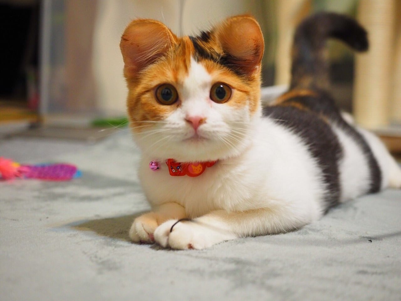 La polémica se dio porque muchos consideran que hacer esto se trata de maltrato animal y reclaman su prohibición.