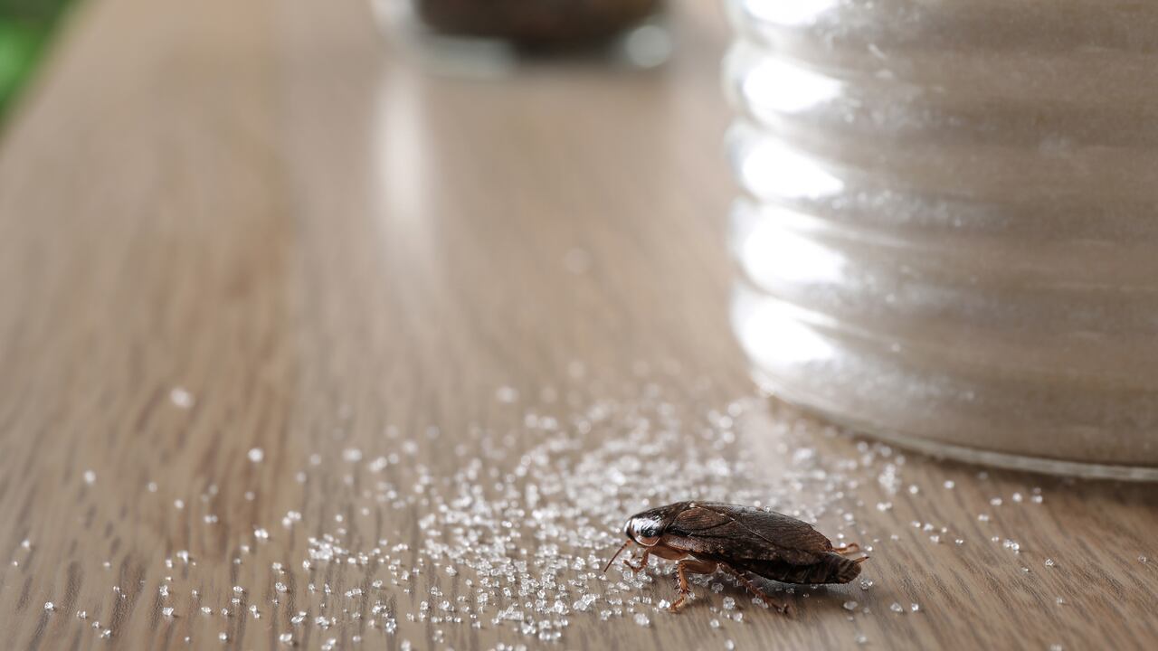 Obtenga insights sobre la aplicación inteligente de esta táctica en su hogar.