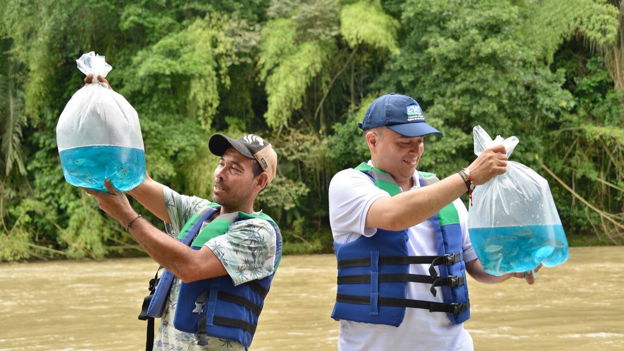 Más de 5.000 bocachicos fueron sembrados en el río La Vieja por parte de la CVC. Foto: Cortesía CVC