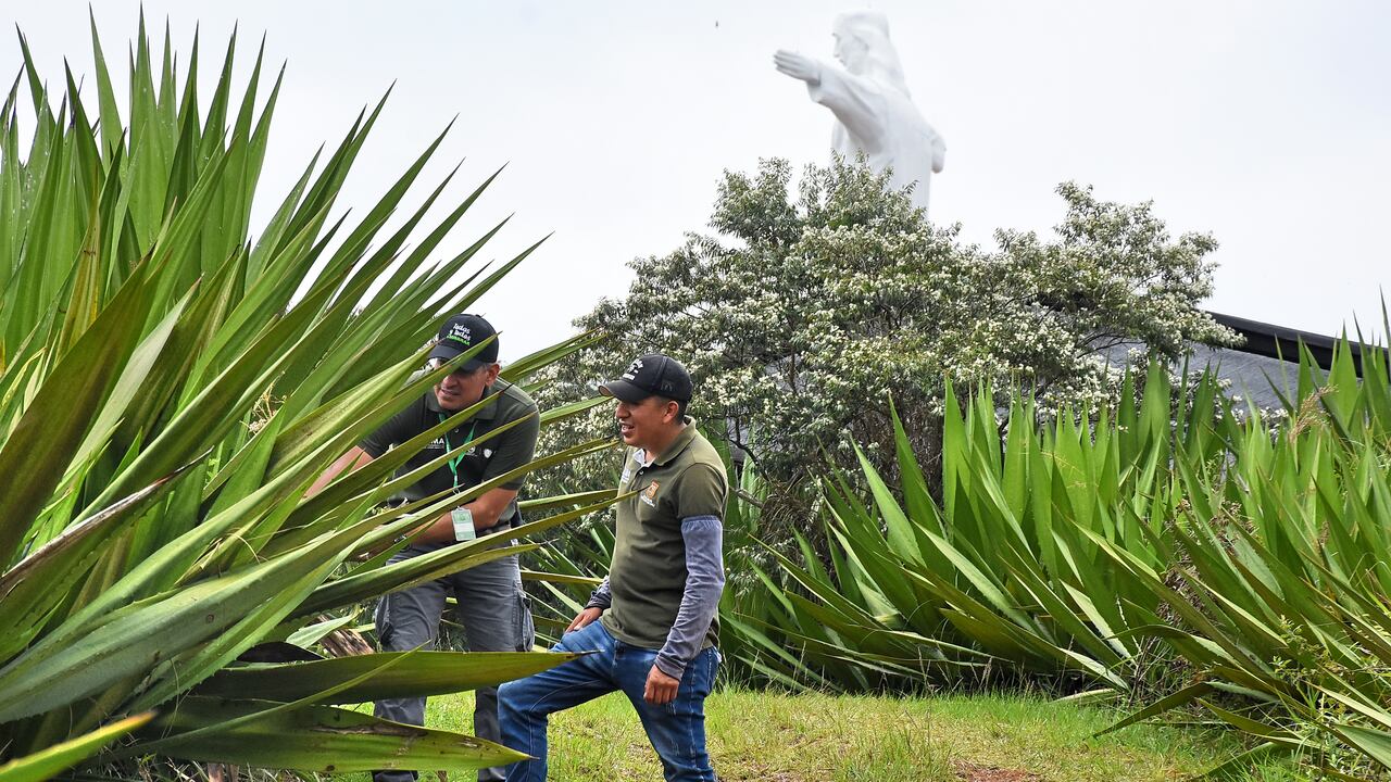 4km de barreras corta fuego para mitigar el efecto de los incendios forestales