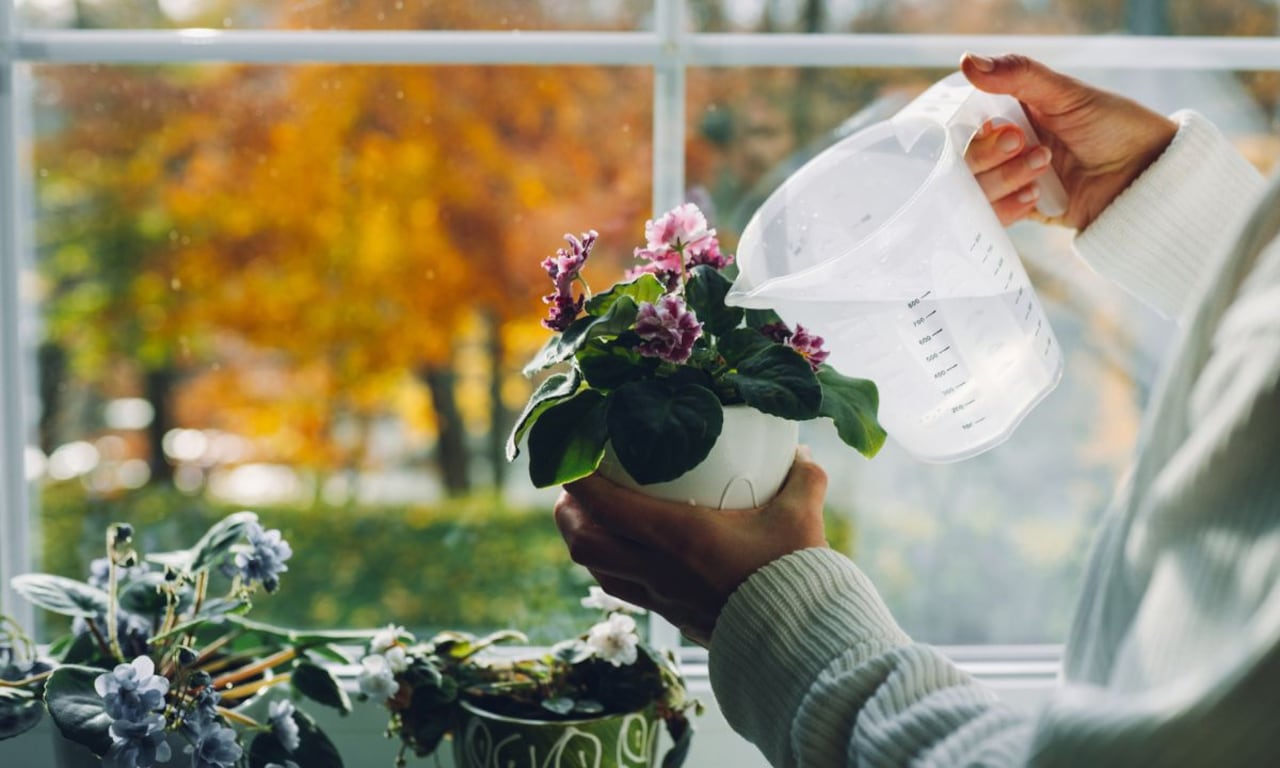 Fertilizante para las rosas.