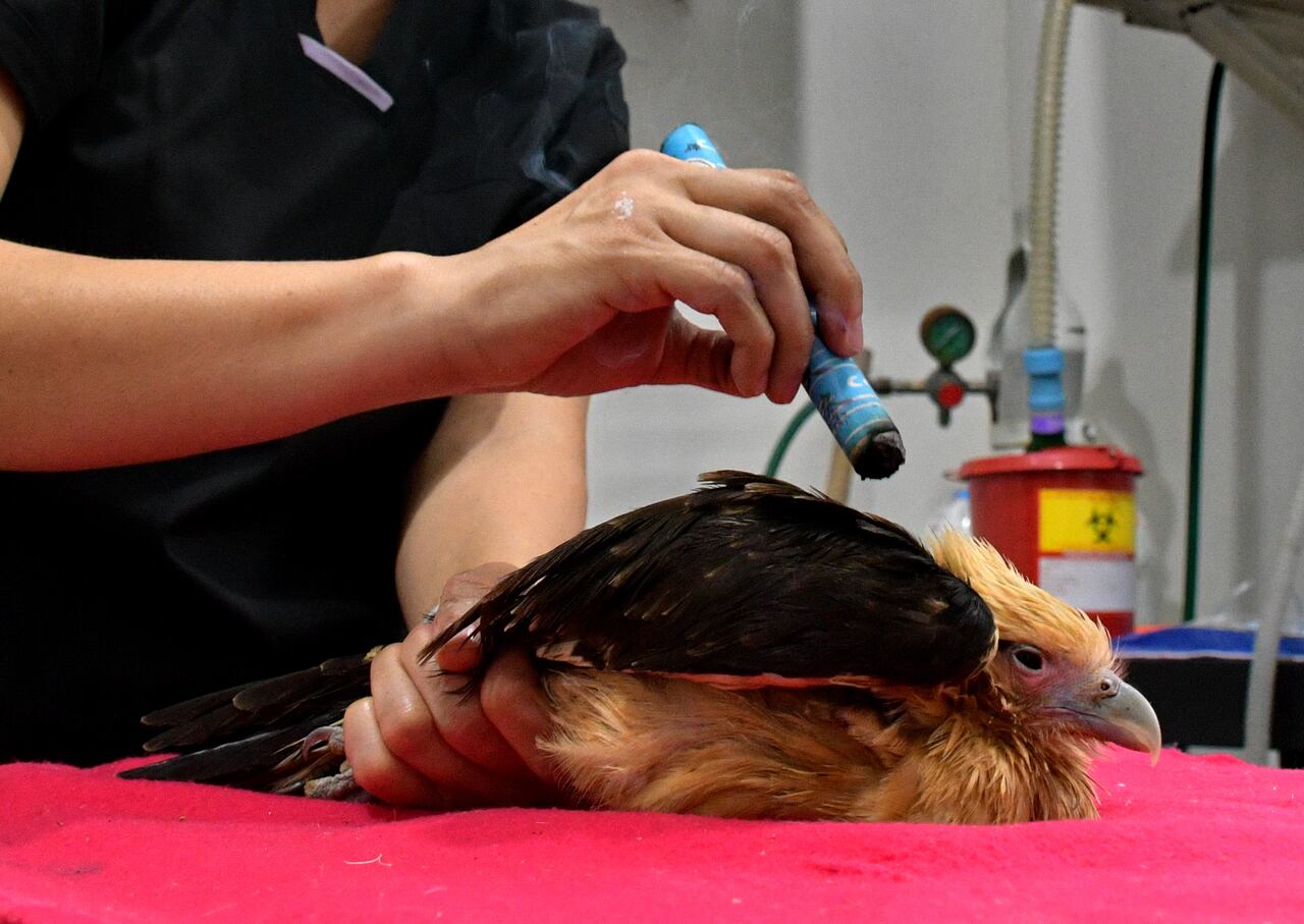 En el Hogar de Paso del Dagma, animales silvestres heridos o en estado crítico reciben terapias complementarias como acupuntura y moxibustión, una alternativa para aliviar el dolor, estimular su recuperación y ofrecerles una segunda oportunidad. María Alejandra Arango es la encargada de la medicina integrativa.