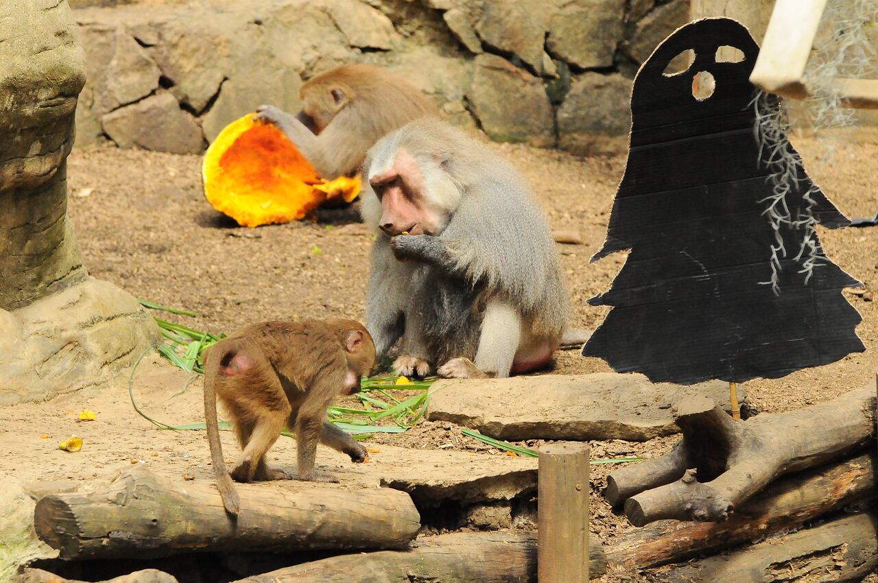 Vé: Mañana de Halloween en el zoológico, una celebración con una dieta balanceada para cada una de diferentes las especies. Foto José L Guzmán. EL País, oct 25-23