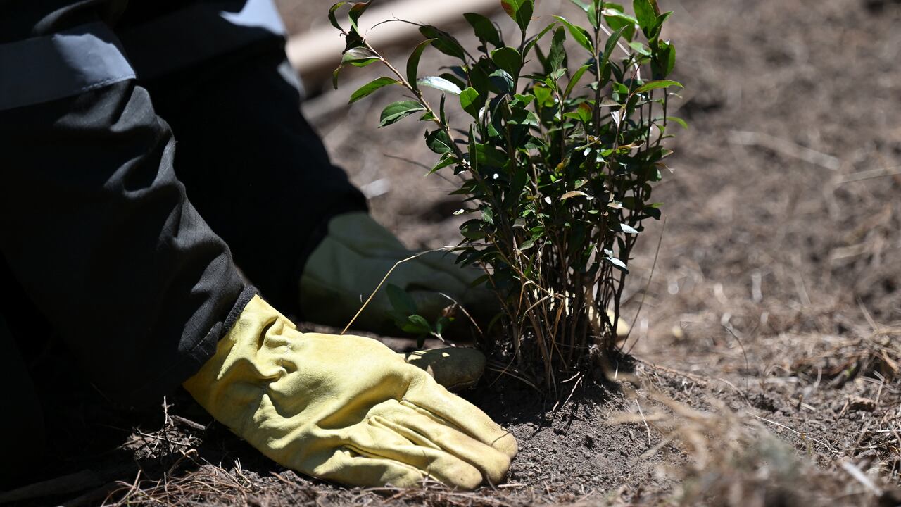 El programa de justicia restaurativa de la JEP comenzó a operar con 46 militares retirados y el objetivo de la Jurisdicción es que para finales de año puedan ser hasta 60 quienes estén realizando ese proceso a partir de la siembra de árboles y otras labores de ciudado del ecosistema.