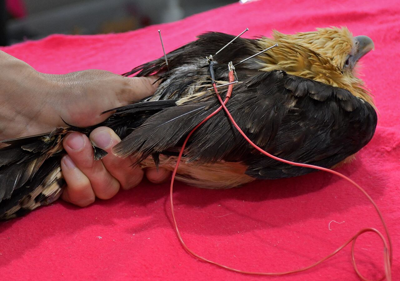 En el Hogar de Paso del Dagma, animales silvestres heridos o en estado crítico reciben terapias complementarias como acupuntura y moxibustión, una alternativa para aliviar el dolor, estimular su recuperación y ofrecerles una segunda oportunidad. María Alejandra Arango es la encargada de la medicina integrativa.