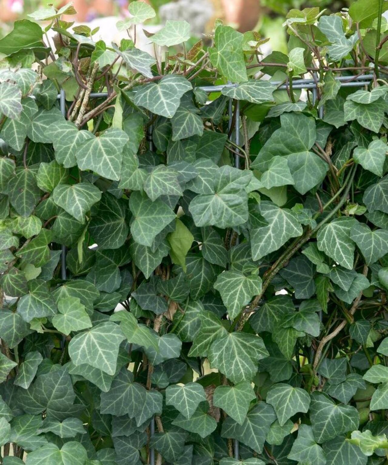 Hiedra Común (Hedera helix).