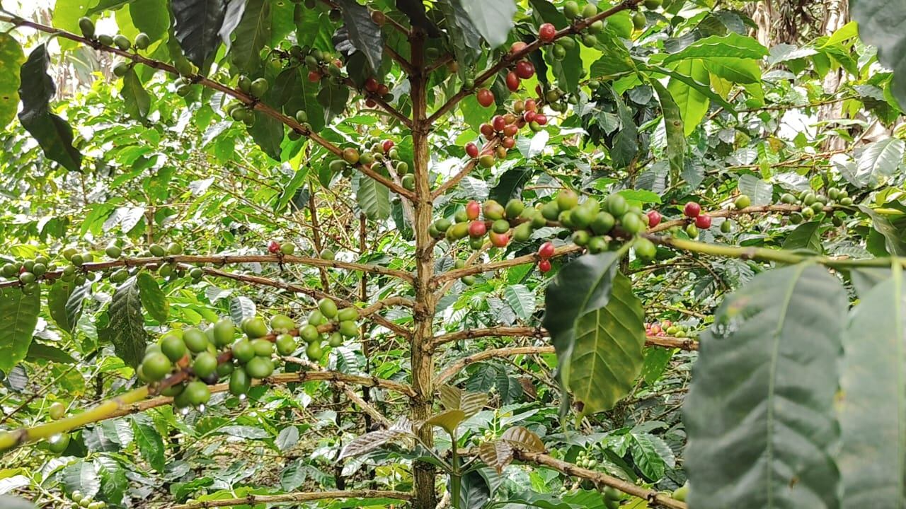 Fam Trip Negocios Verdes Sevilla Caicedonia