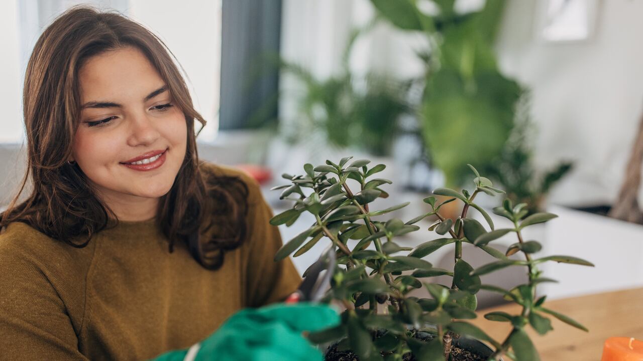 Colocarle un buen abono natural a sus plantas hará que estas crezcan y florezcan