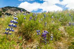 Campo de Lupinus mutabilis, especie de tarwi cultivada en los Andes, principalmente por su frijol comestible.