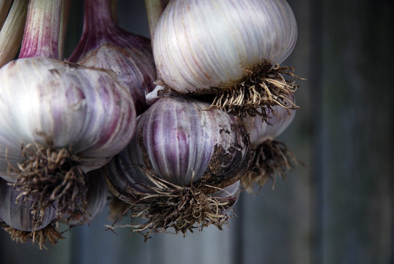 Bunch of freshly picked garlic hanging against gray wooden wall background