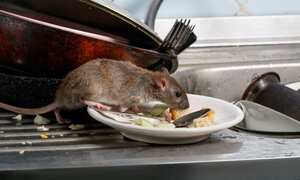 Signos de plaga de roedores en la casa.