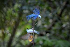 Reportaje gráfico. Humedales de Cali. Humedal Zanjón del Burro