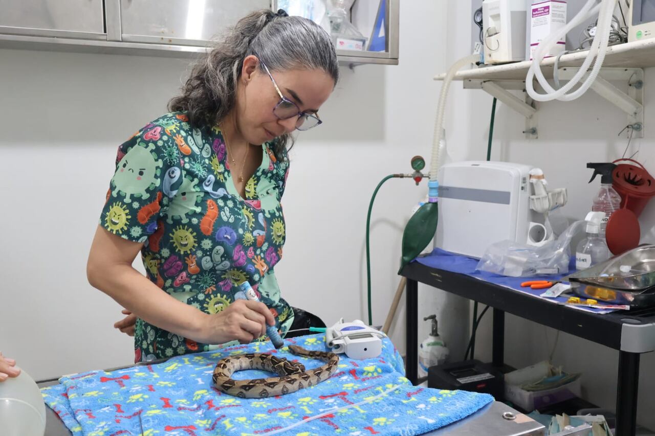 En el Hogar de Paso del Dagma, animales silvestres heridos o en estado crítico reciben terapias complementarias como acupuntura y moxibustión, una alternativa para aliviar el dolor, estimular su recuperación y ofrecerles una segunda oportunidad. María Alejandra Arango es la encargada de la medicina integrativa.