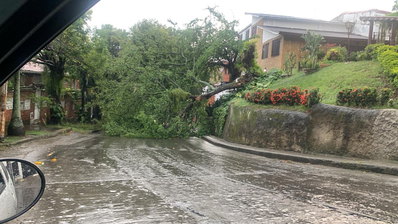 La caída de un árbol se reportó en el barrio San Fernando.