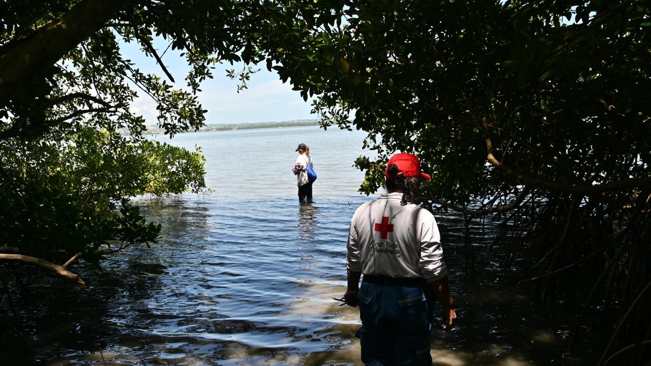 En Barranquilla se están realizando una serie de acciones para poder restaurar los manglares, que sirven para protección de las costas y así poder mitigar los daños que se presentan en los territorios luego de que se presentan fenómenos.