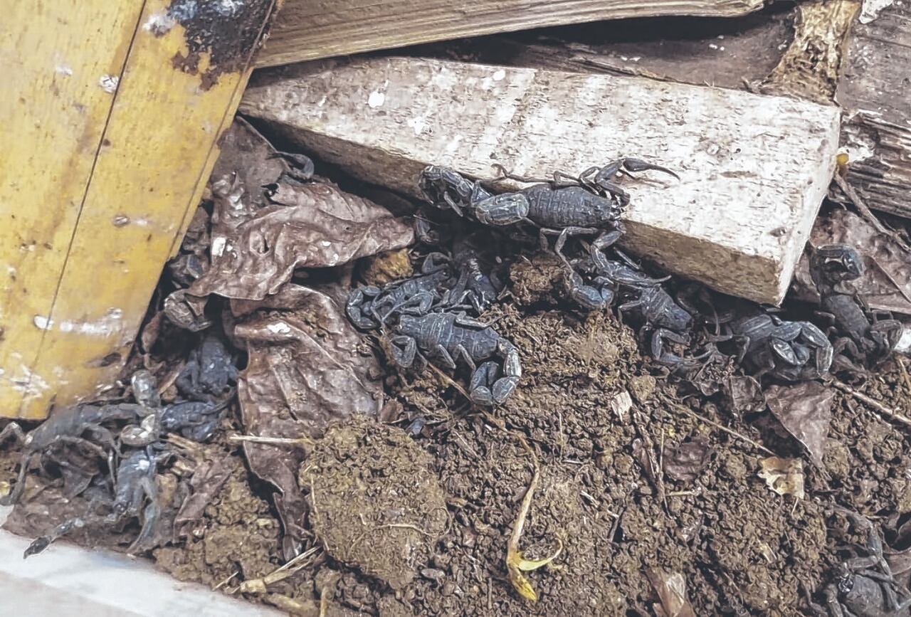 Estos fueron los alacranes encontrados esta semana en el centro de Cali por parte de la Policía Ambiental.
