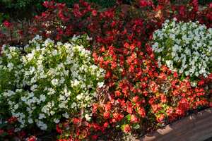 Las begonias son una de las plantas preferidas para decorar los interiores