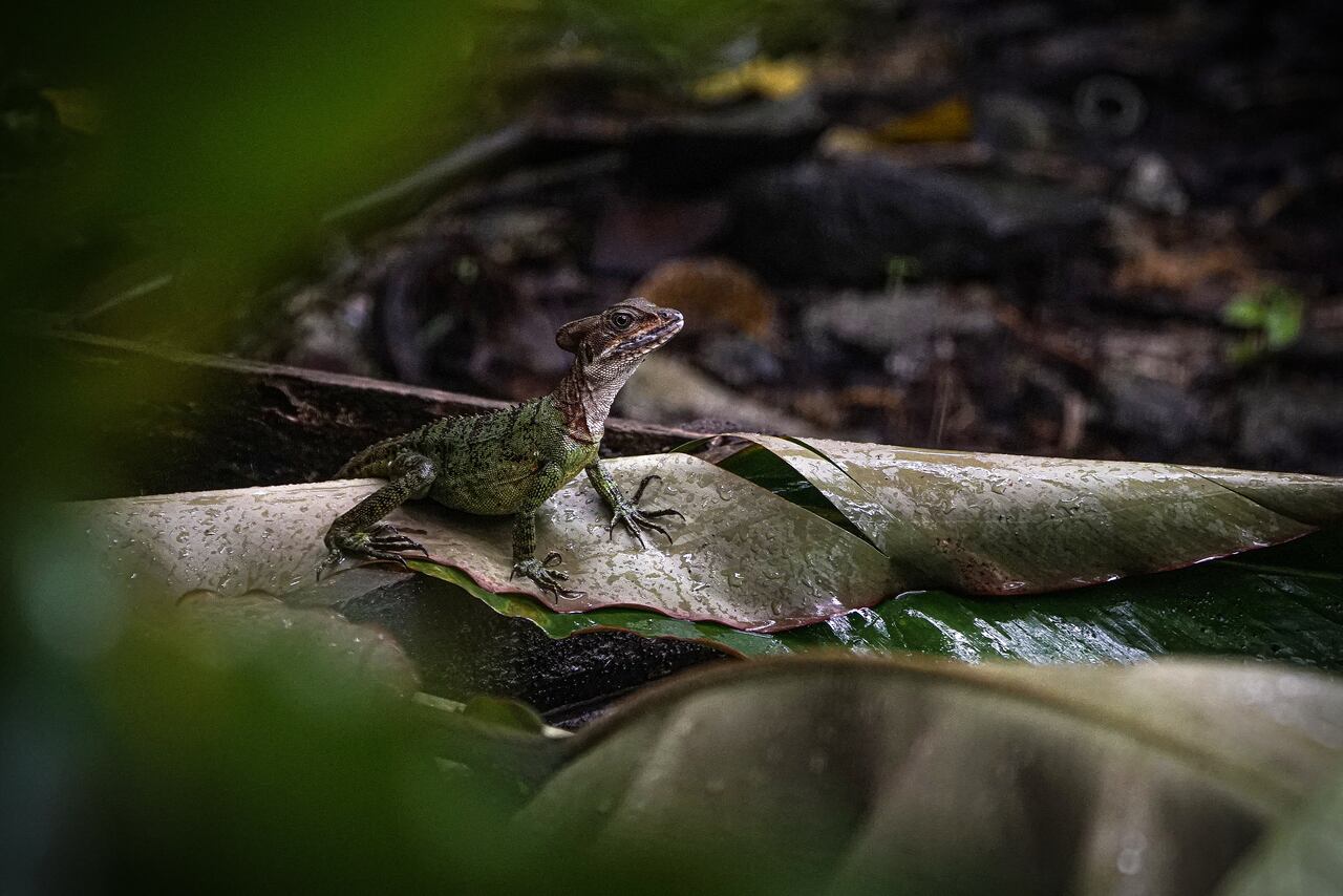 Del 29 de septiembre al 5 de octubre de 2025, Cali será el epicentro mundial de la conservación, la innovación y la acción ambiental con la primera Semana de la Biodiversidad, un evento que proyecta a América Latina y el Caribe como protagonistas en la defensa del planeta. Foto Jorge Orozco