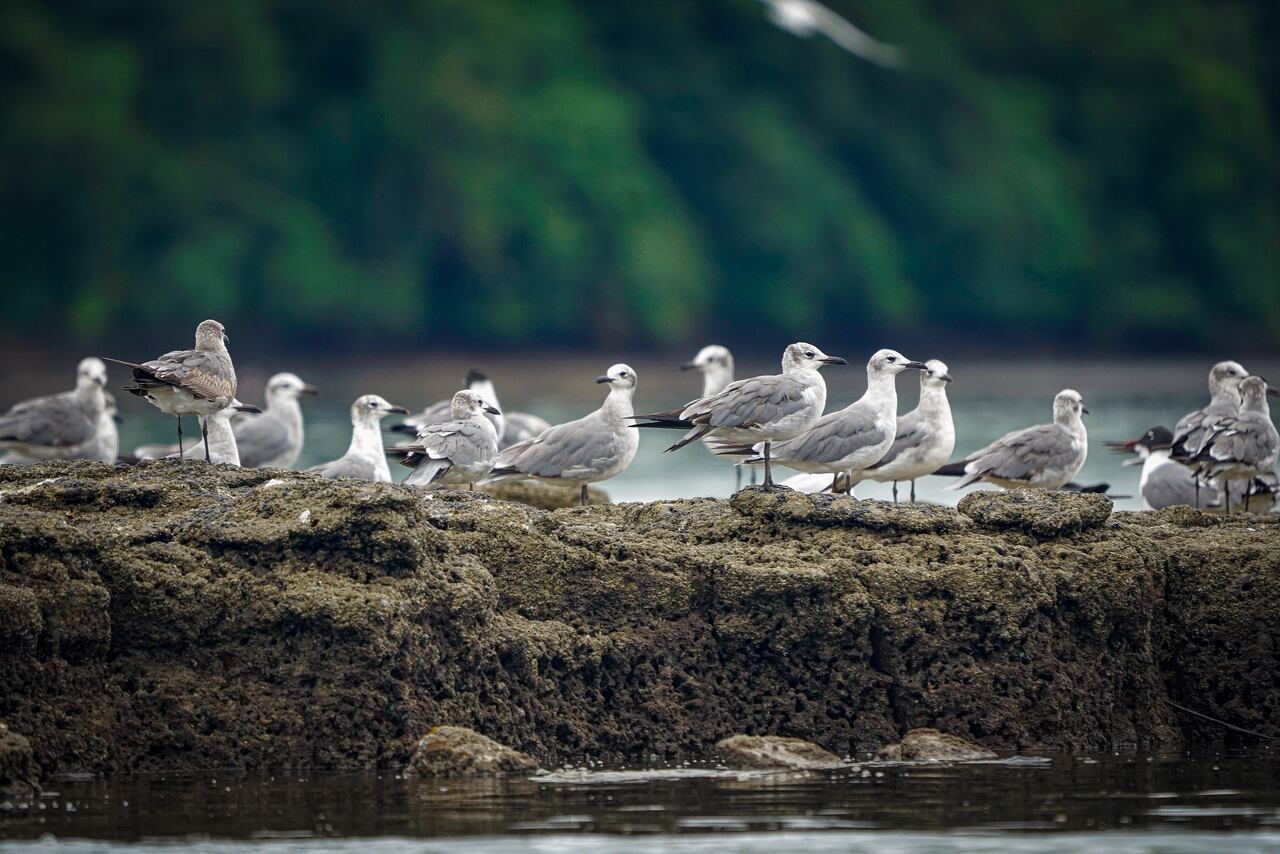 Del 29 de septiembre al 5 de octubre de 2025, Cali será el epicentro mundial de la conservación, la innovación y la acción ambiental con la primera Semana de la Biodiversidad, un evento que proyecta a América Latina y el Caribe como protagonistas en la defensa del planeta. Foto Jorge Orozco