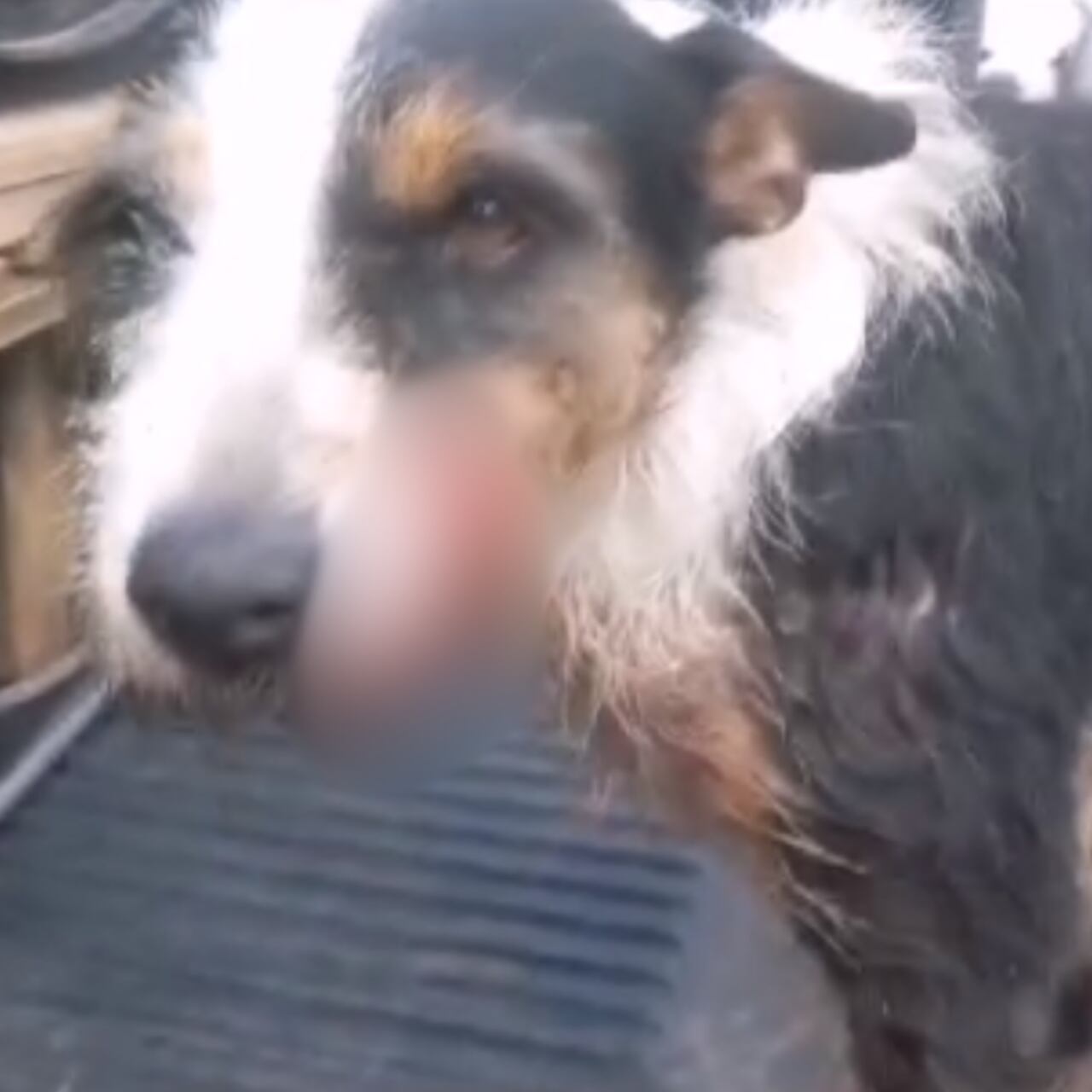 El canino recibió una herida en el hocico con arma blanca.