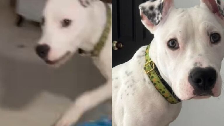 Limón, perro en adopción