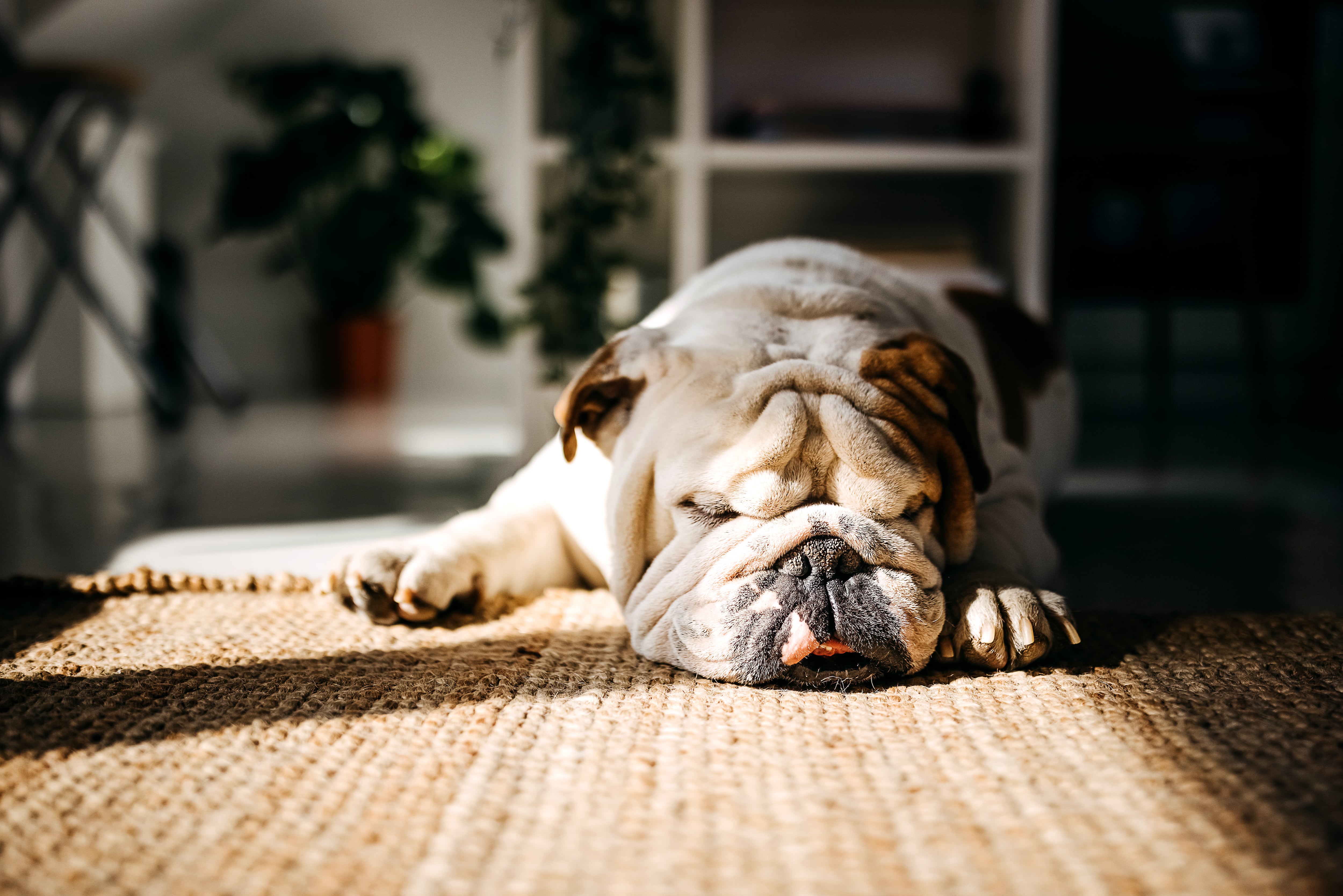 Durante el puente festivo, las mascotas también pueden sufrir golpes de calor si no se toman precauciones.