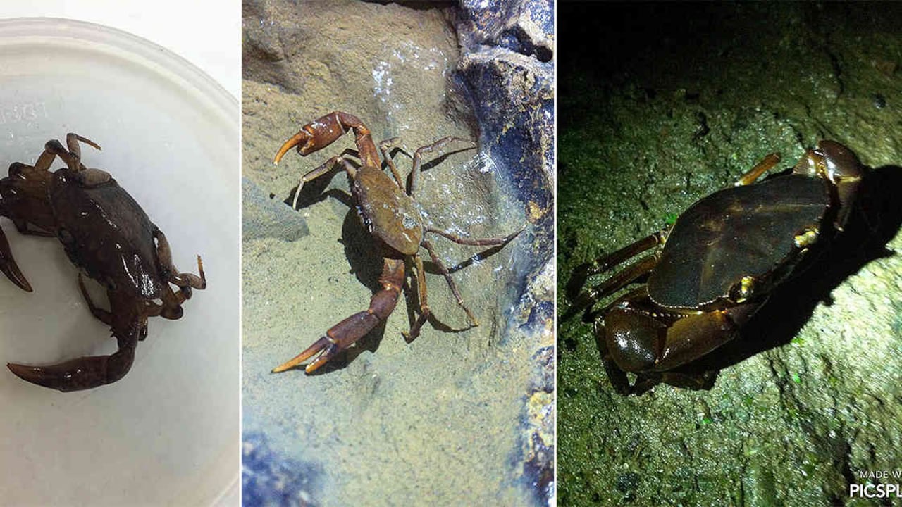 La primera foto corresponde a la especie Neostrengeria fernandezi; las dos siguientes a la especie Neostrengeria lassoi. (Fotos: Carlos Lasso)