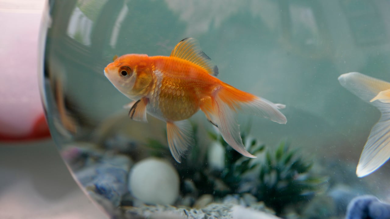 Foto de referencia sobre "El enigma de Einstein"