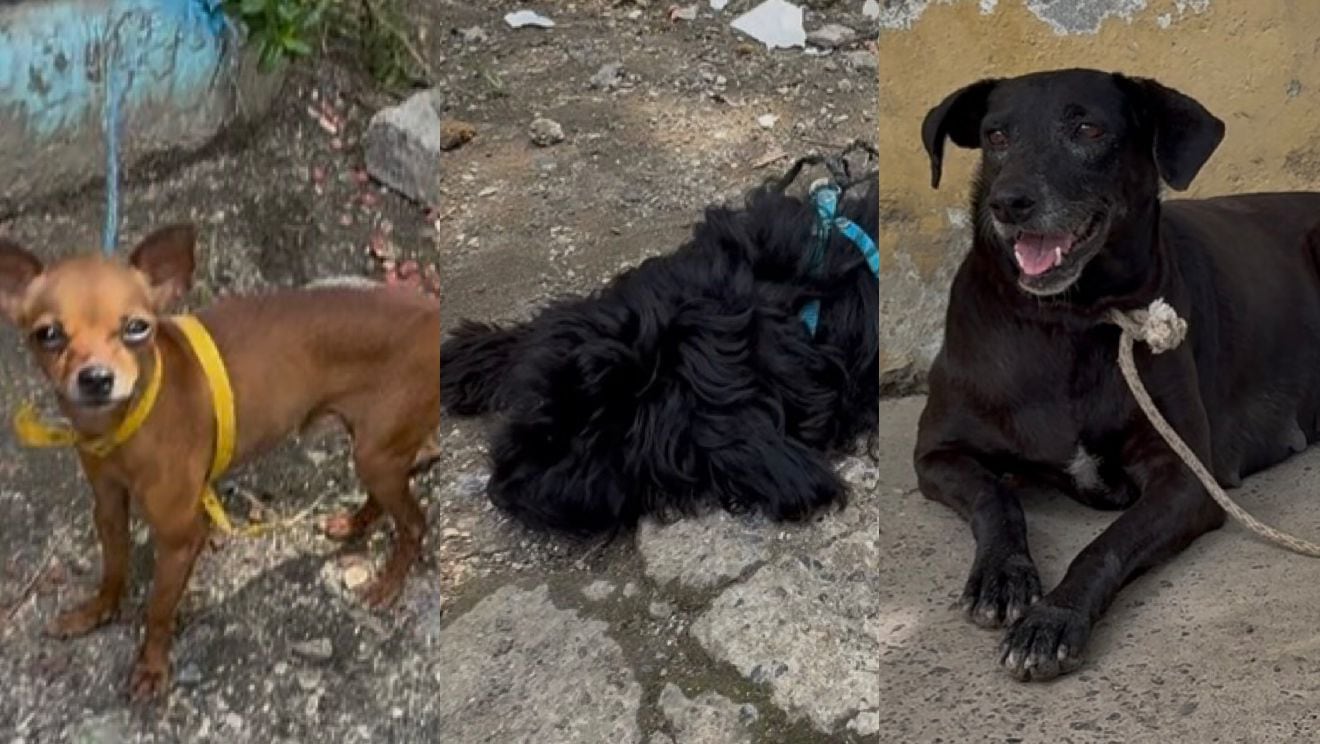 Animales que permanecen en los albergues.