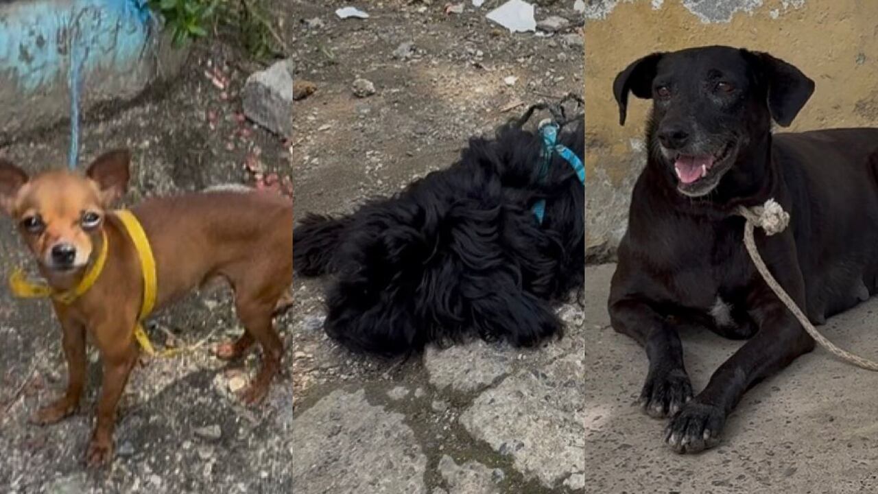 Animales que permanecen en los albergues.