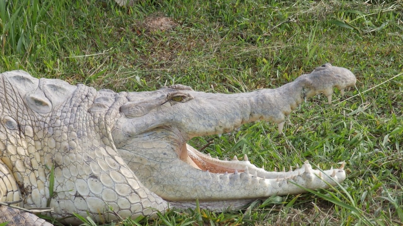 El caimán llanero (Crocodylus intermedius) está catalogado como una especie En Peligro Crítico de extinción.