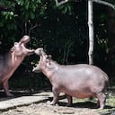 Un abogado de Animal Legal Defense Fund indicó que esta decisión ayudará a los hipopótamos para no morir.