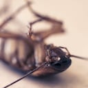 Según expertos las cucarachas pueden vivir mucho tiempo con poca comida y tolerar altas dosis de radiación.