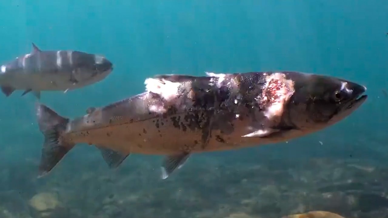 Salmón quemado por agua caliente