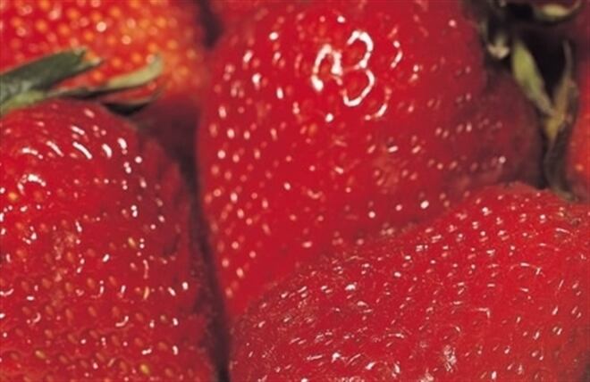 Esta fresa se desarrolló lentamente durante más de 45 días desde la floración.