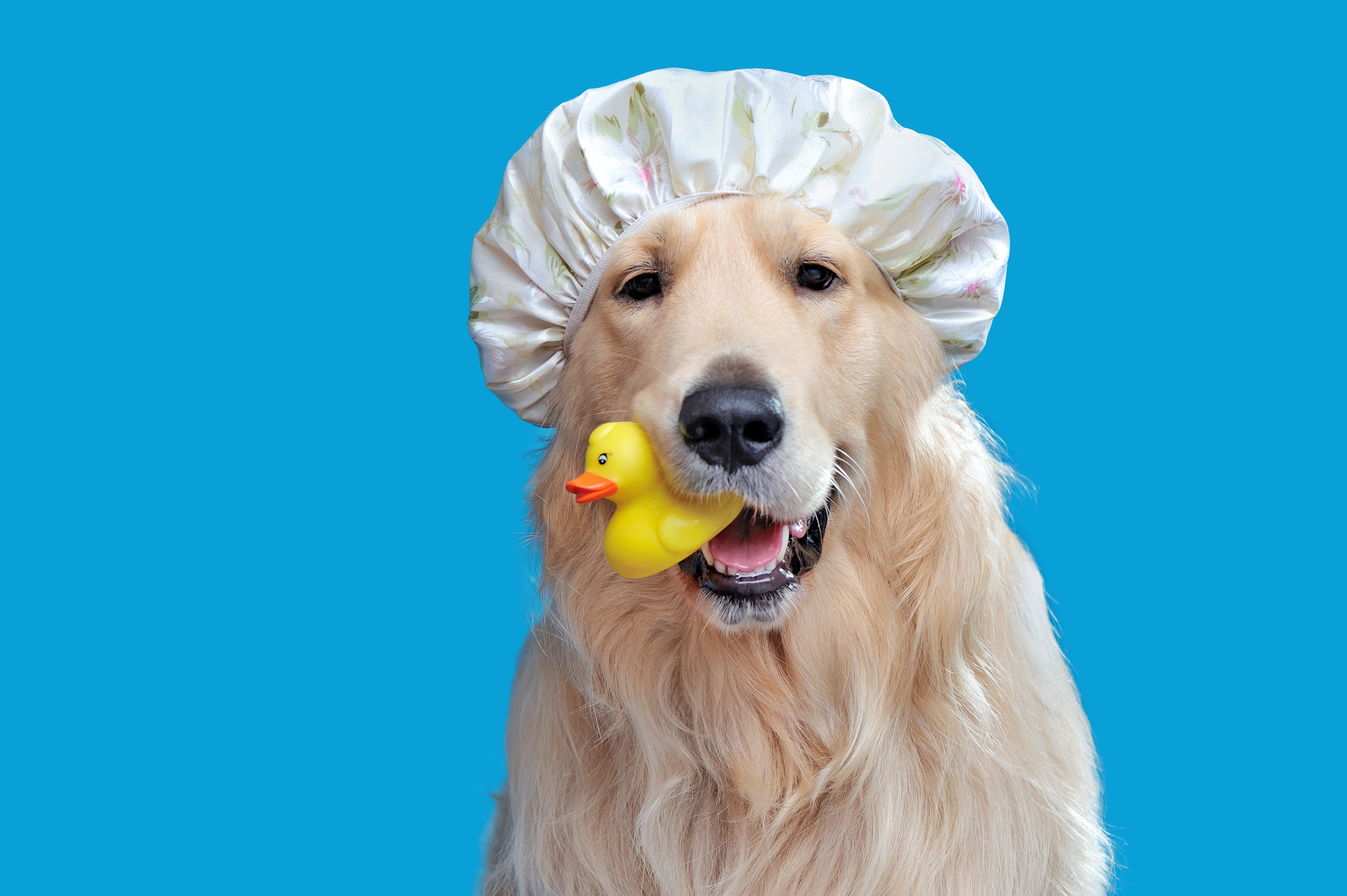 Retrato de primer plano de un golden retriever con un sombrero de ducha