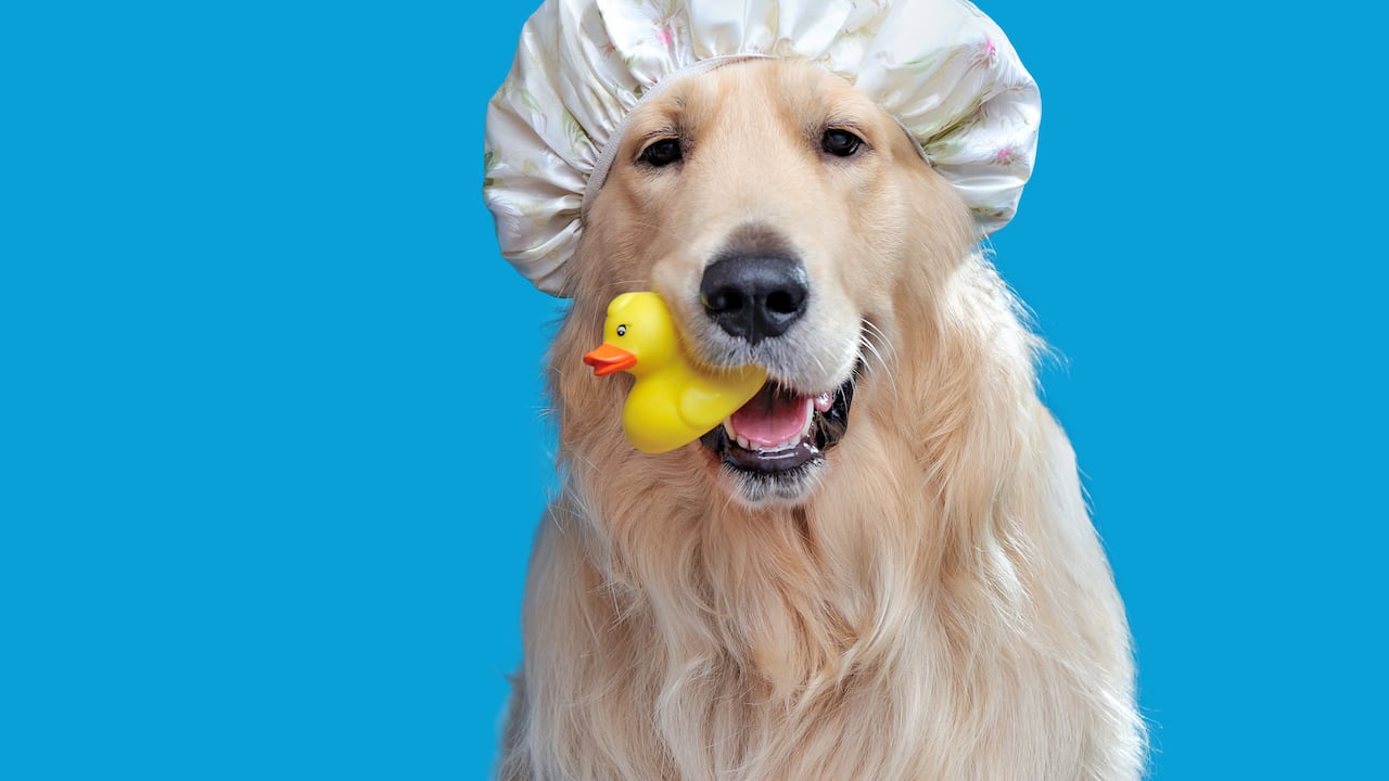 Un aspecto relevante tanto para los perros como para los gatos es mantener una sana alimentación y salud que ayudará a mantenerlos saludables.