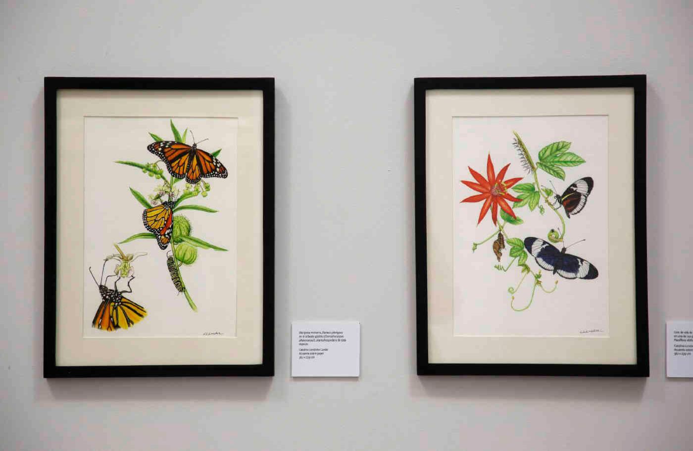 Hay acuarelas, como esta que muestra a la mariposa monarca en el arbusto globito, pintada por Catalina Londoño Carter. 