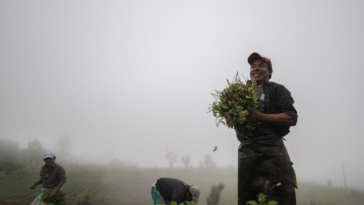 Productores locales cosechando en Usme, Bogotá. Según datos de Greenpeace, la agricultura campesina, familiar y comunitaria juega un papel fundamental en el abastecimiento alimentario de la población global: en Colombia se estima que este tipo de producción provee un 70 % de
los alimentos que se destinan a los mercados locales y genera un 57 % del empleo rural.