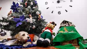 Justin. Mascota de Julián David Mendoza.
Bogotá Diciembre 9 de 2022.
Foto: Juan Carlos Sierra-Revista Semana.