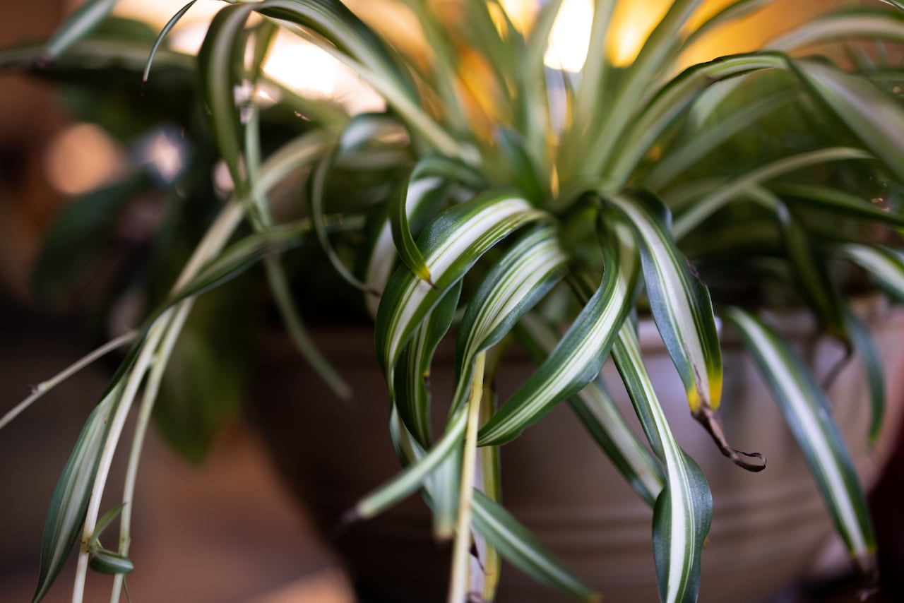 Esta planta ha ganado su lugar en numerosos hogares alrededor del mundo.