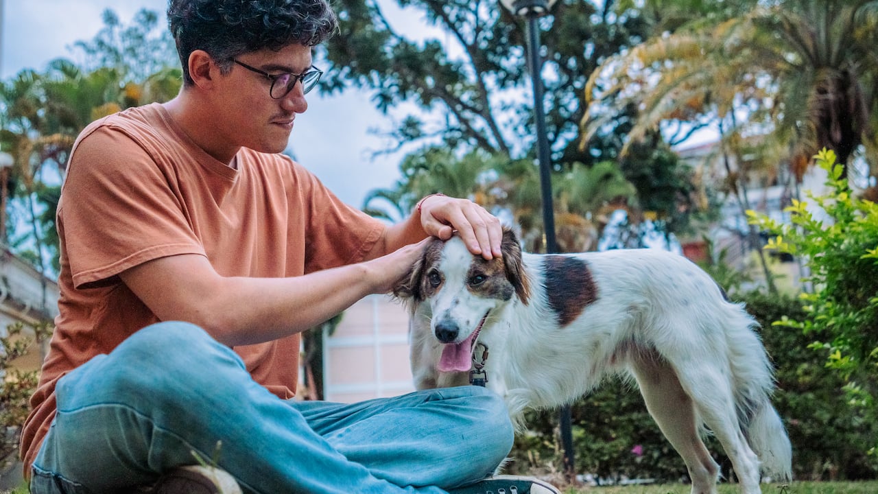 Los sentimientos de culpas no existen con los "perros arcoíris".